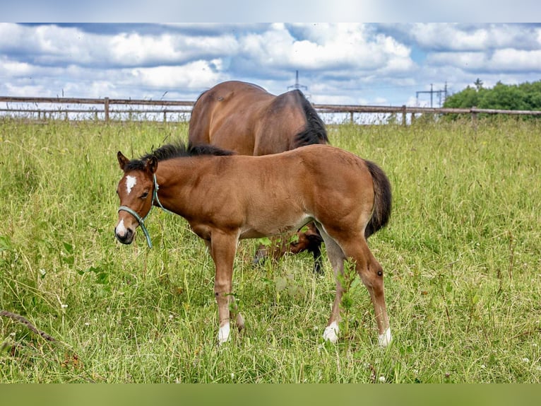 American Quarter Horse Klacz 17 lat 154 cm Gniada in Diekirch