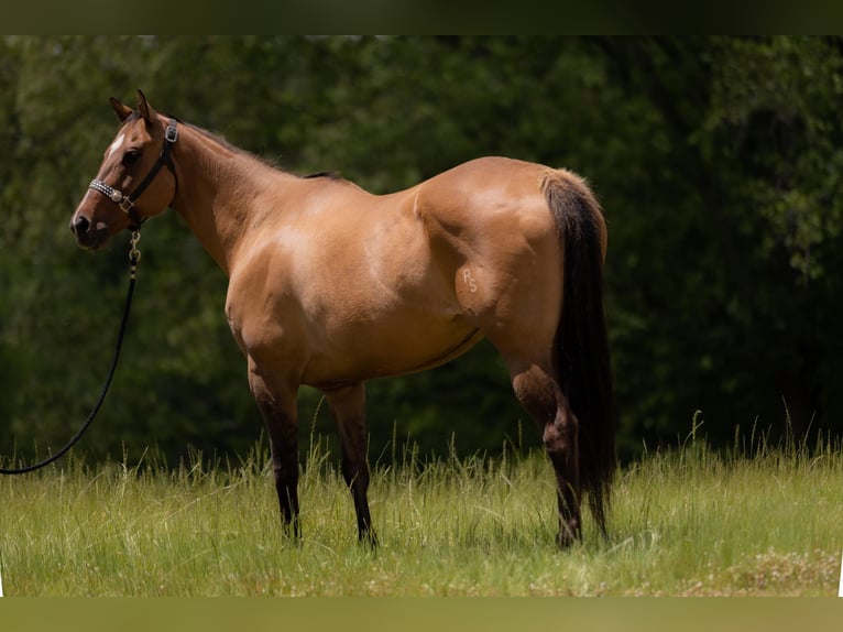 American Quarter Horse Klacz 17 lat 157 cm Bułana in Tallulah, LA