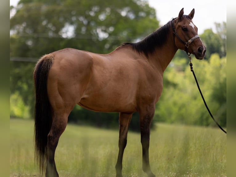 American Quarter Horse Klacz 17 lat 157 cm Bułana in Tallulah, LA