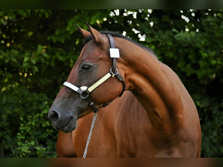 American Quarter Horse Klacz 17 lat 160 cm Gniada in Geretsried