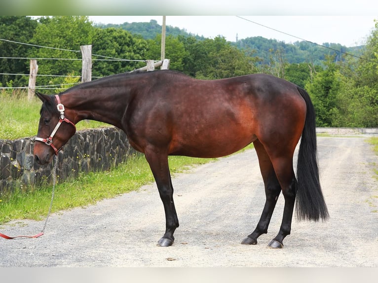 American Quarter Horse Klacz 17 lat Ciemnogniada in Dielsdorf