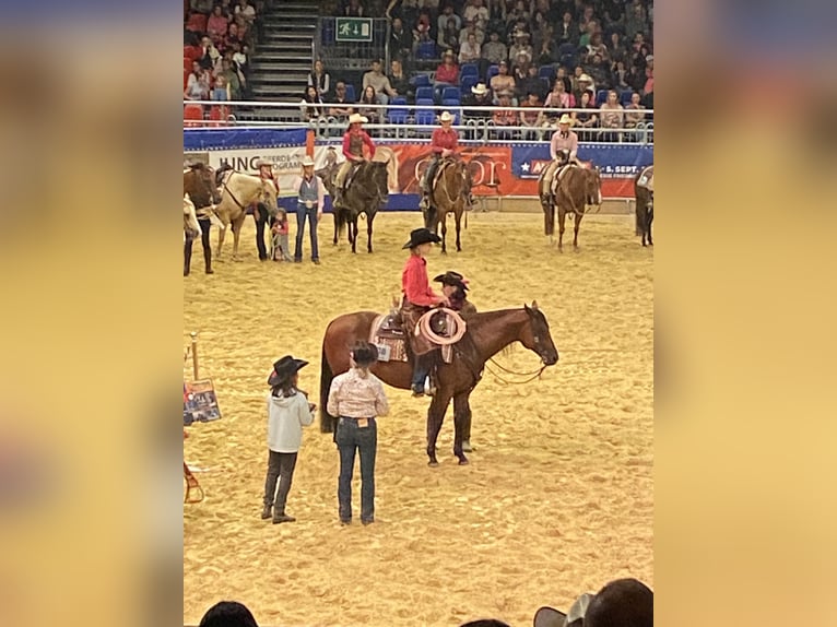 American Quarter Horse Klacz 17 lat Ciemnogniada in Dielsdorf