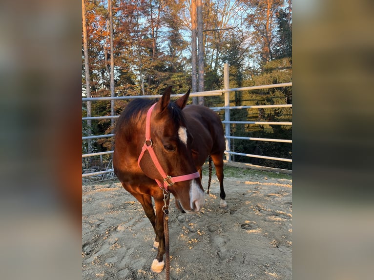 American Quarter Horse Klacz 17 lat in Zöbern