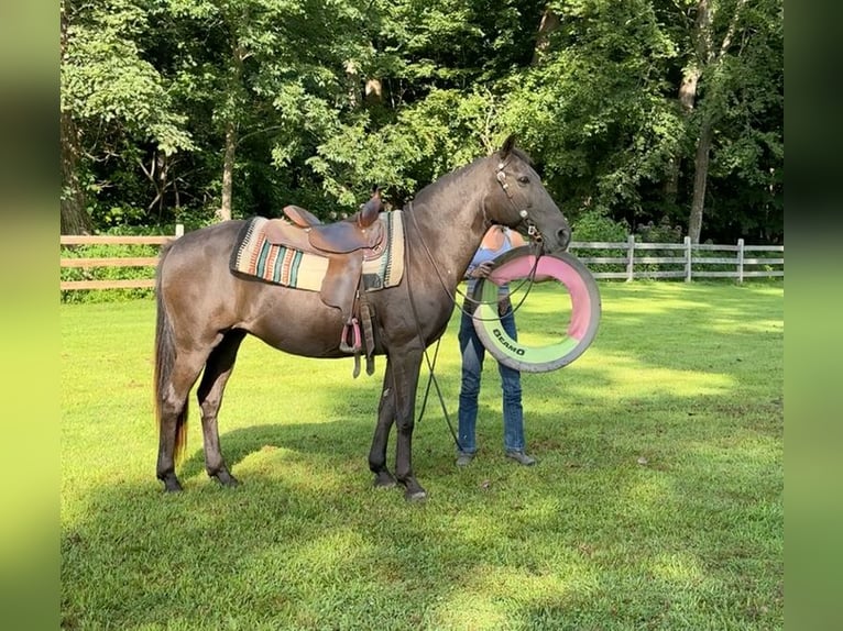American Quarter Horse Klacz 18 lat 142 cm Gniada in Arvada CO