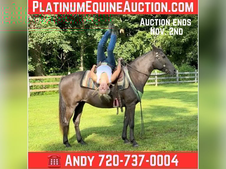 American Quarter Horse Klacz 18 lat 142 cm Gniada in Arvada CO