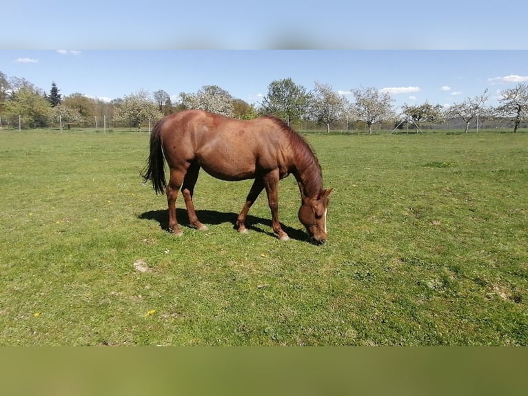 American Quarter Horse Klacz 18 lat 149 cm Kasztanowata in Wettringen