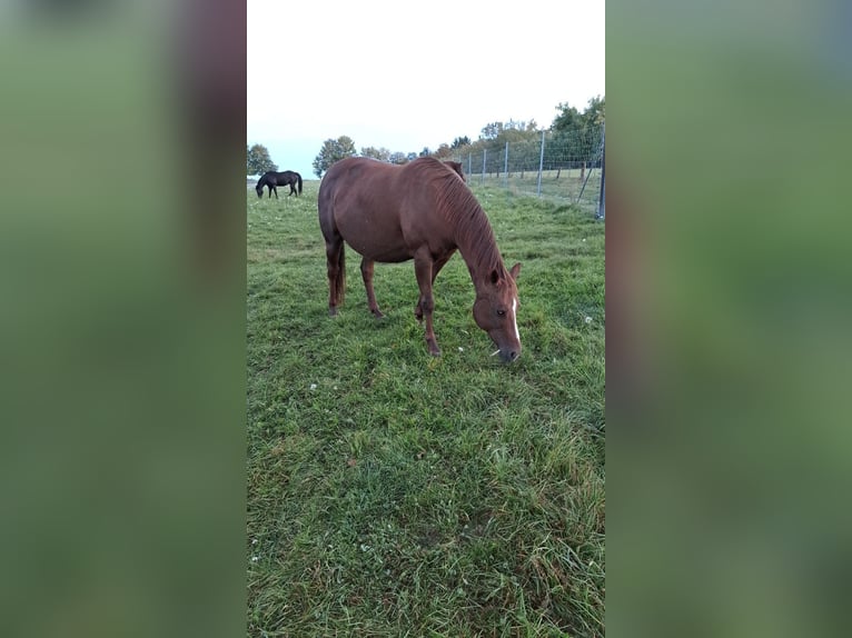 American Quarter Horse Klacz 18 lat 149 cm Kasztanowata in Wettringen