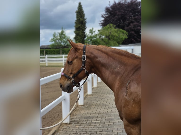 American Quarter Horse Klacz 18 lat 150 cm Ciemnokasztanowata in Büdingen