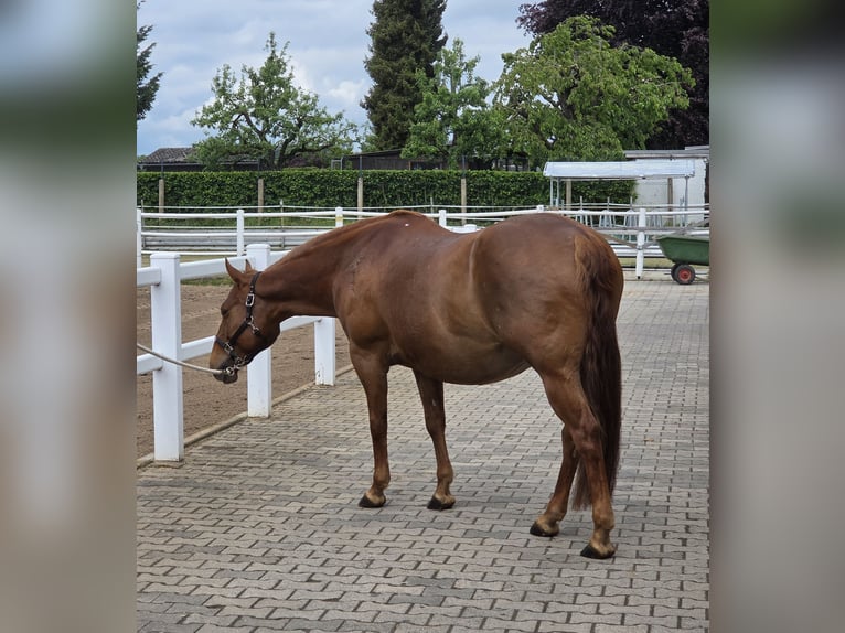 American Quarter Horse Klacz 18 lat 150 cm Ciemnokasztanowata in Büdingen