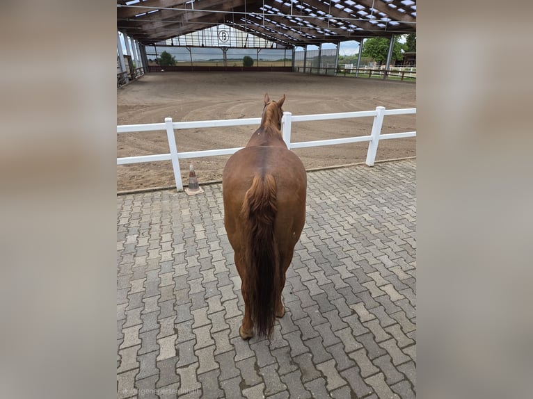 American Quarter Horse Klacz 18 lat 150 cm Ciemnokasztanowata in Büdingen