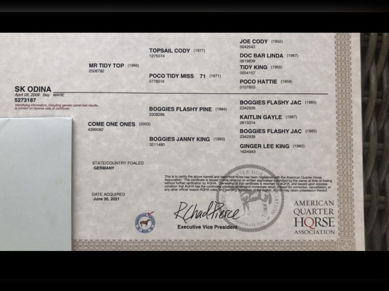 American Quarter Horse Klacz 18 lat 150 cm Gniada in Daleiden