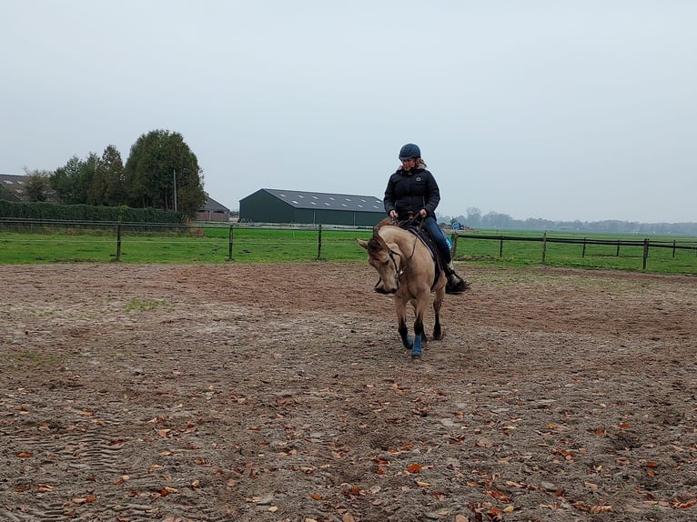 American Quarter Horse Klacz 18 lat 150 cm Jelenia in Oldebroek
