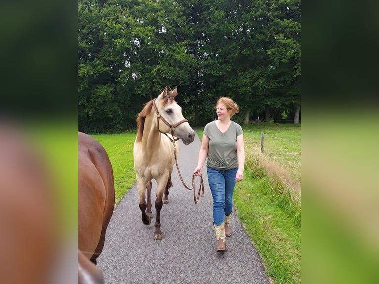 American Quarter Horse Klacz 18 lat 150 cm Jelenia in Oldebroek