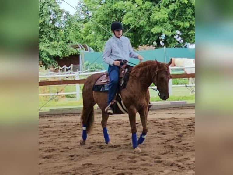 American Quarter Horse Klacz 18 lat 150 cm Kasztanowata in Büdingen
