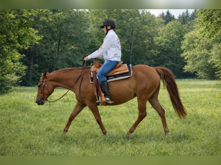 American Quarter Horse Klacz 18 lat 150 cm Kasztanowata in Büdingen