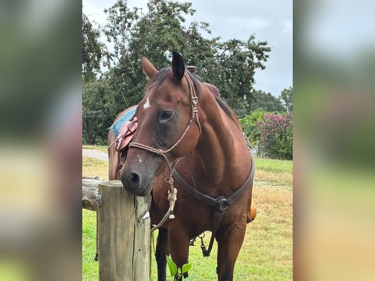 American Quarter Horse Mix Klacz 18 lat 152 cm Gniada in Chesterfield