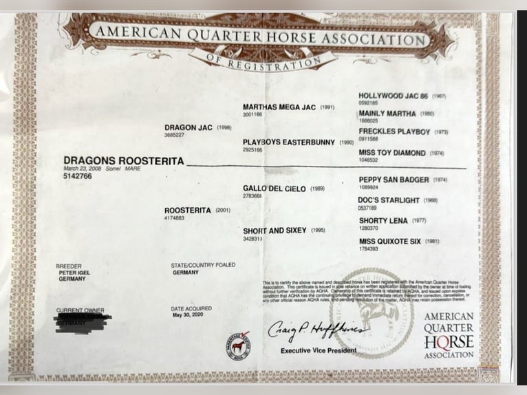 American Quarter Horse Klacz 18 lat 152 cm Kasztanowata in Schönberg