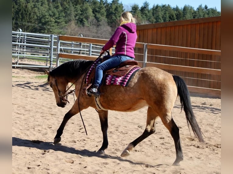 American Quarter Horse Klacz 18 lat 154 cm Jelenia in Schlammersdorf-Moos