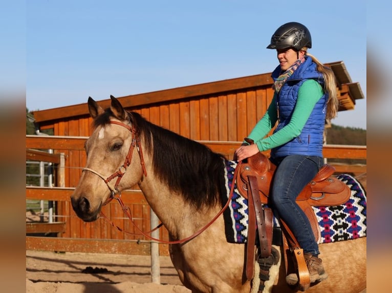 American Quarter Horse Klacz 18 lat 154 cm Jelenia in Schlammersdorf-Moos