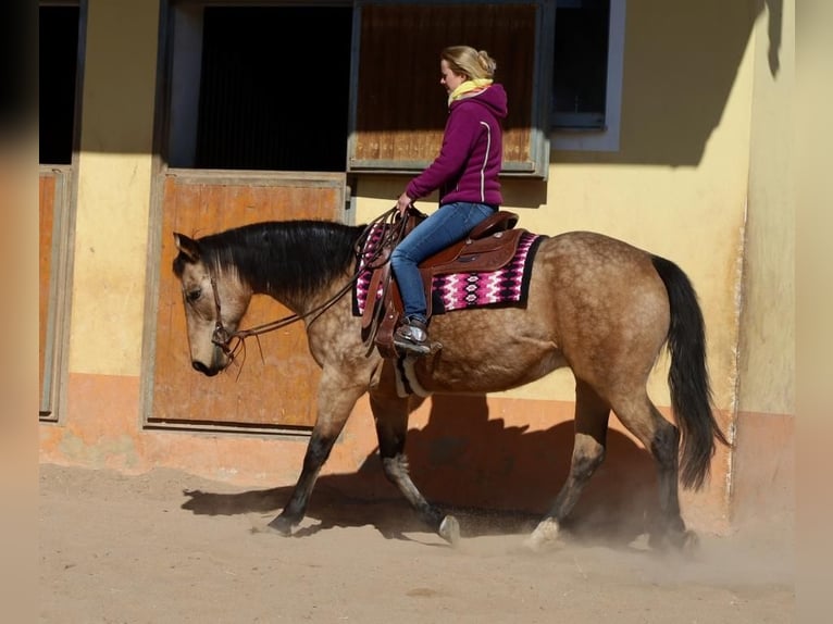 American Quarter Horse Klacz 18 lat 154 cm Jelenia in Schlammersdorf-Moos