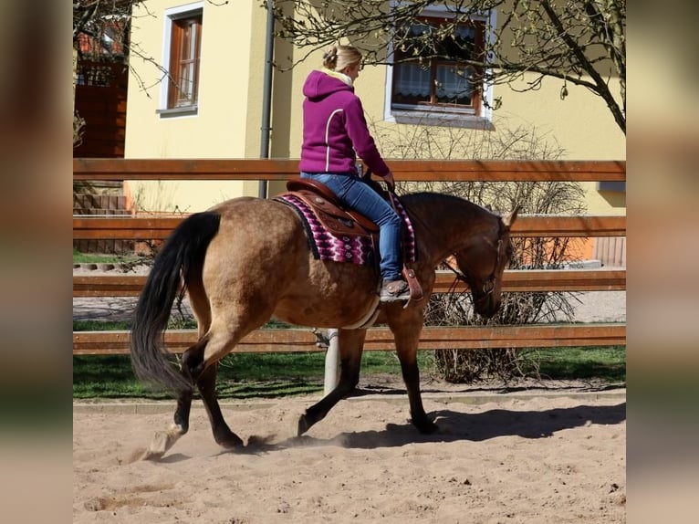 American Quarter Horse Klacz 18 lat 154 cm Jelenia in Schlammersdorf-Moos