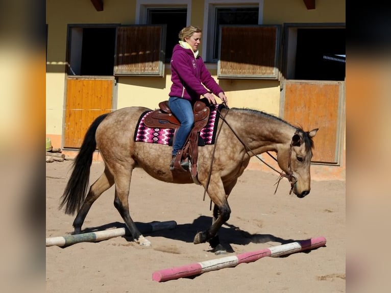 American Quarter Horse Klacz 18 lat 154 cm Jelenia in Schlammersdorf-Moos