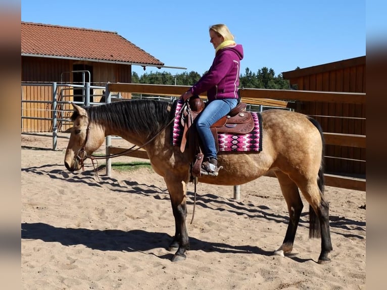 American Quarter Horse Klacz 18 lat 154 cm Jelenia in Schlammersdorf-Moos