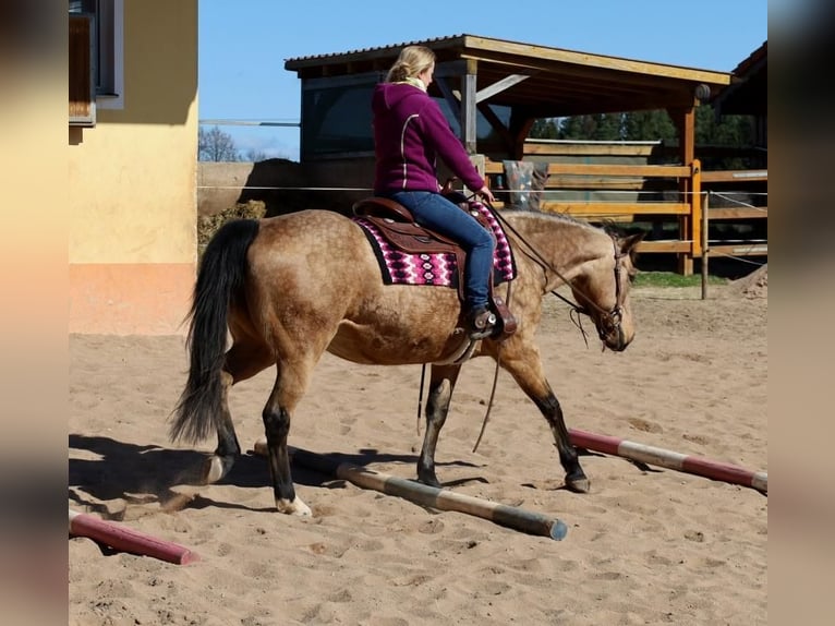 American Quarter Horse Klacz 18 lat 154 cm Jelenia in Schlammersdorf-Moos