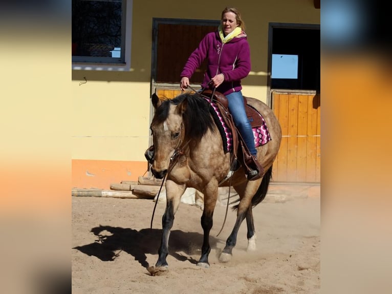 American Quarter Horse Klacz 18 lat 154 cm Jelenia in Schlammersdorf-Moos
