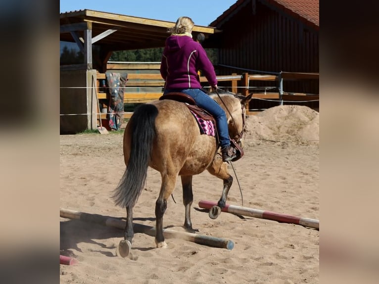 American Quarter Horse Klacz 18 lat 154 cm Jelenia in Schlammersdorf-Moos