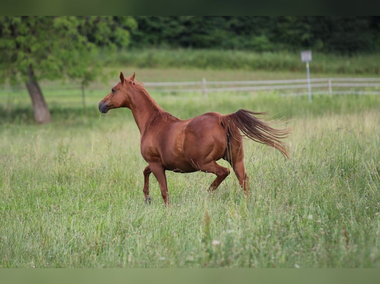 American Quarter Horse Klacz 18 lat 154 cm Kasztanowata in Waldshut-Tiengen