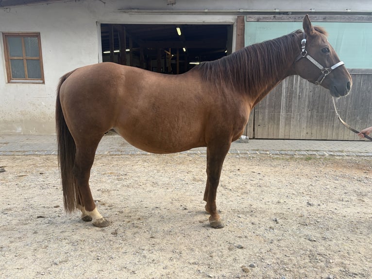 American Quarter Horse Klacz 18 lat 155 cm Bułana in Arnbruck