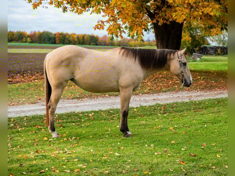 American Quarter Horse Klacz 18 lat 155 cm Bułana in BalingenBalingen American Quarter Horse Klacz 18 lat 155 cm Bułana in BalingenBalingen