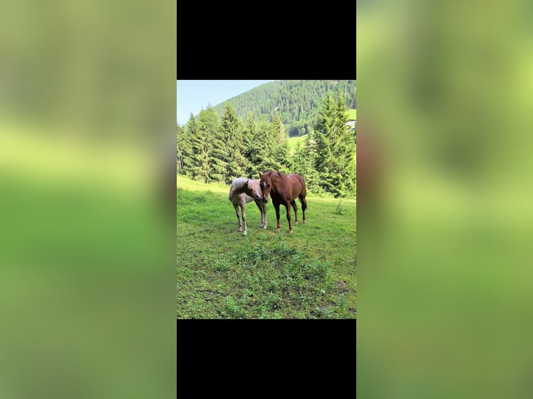 American Quarter Horse Klacz 18 lat 155 cm Cisawa in Gries im Sellrain