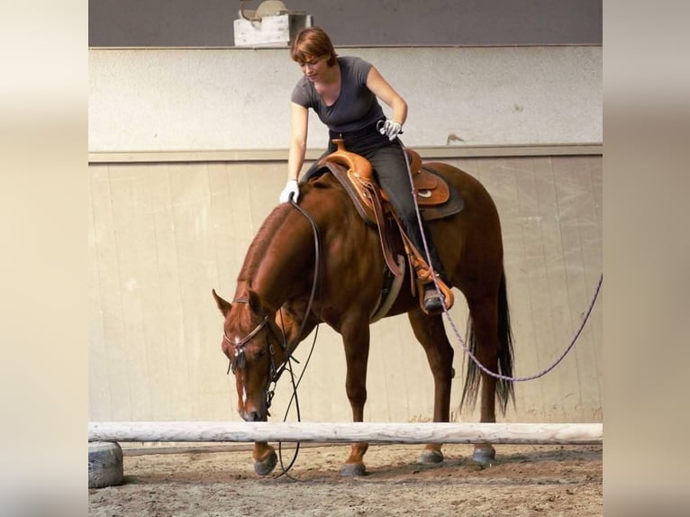 American Quarter Horse Klacz 18 lat 155 cm Cisawa in Gries im Sellrain