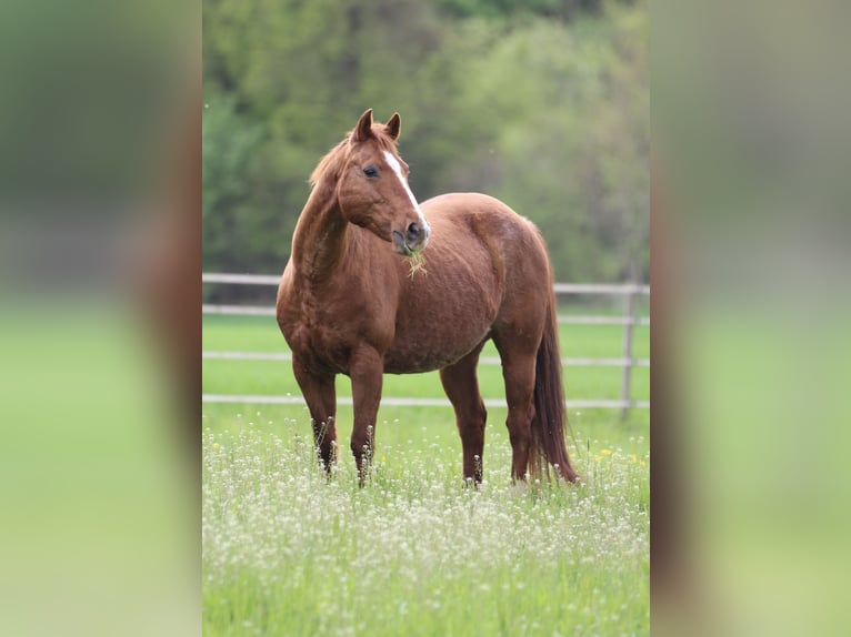 American Quarter Horse Klacz 19 lat 142 cm Kasztanowata in Waldshut-Tiengen