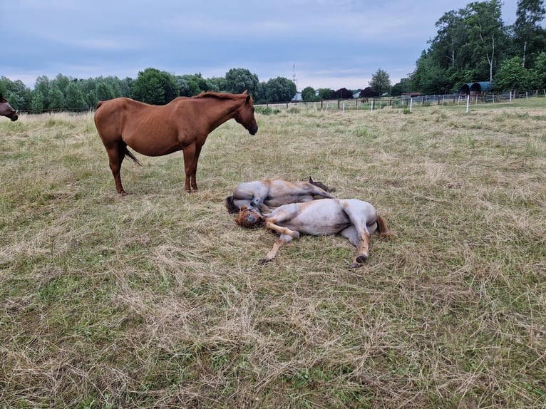 American Quarter Horse Klacz 19 lat 145 cm Kasztanowata in Gifhorn