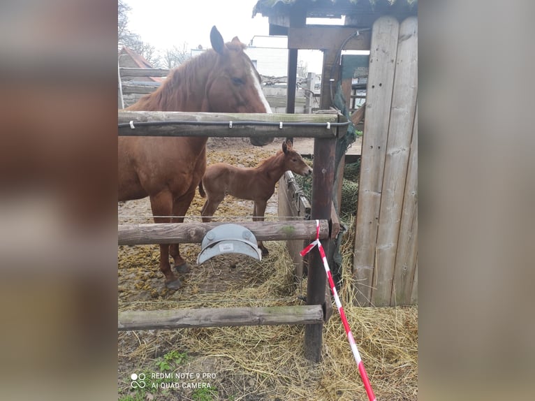 American Quarter Horse Klacz 19 lat 145 cm Kasztanowata in Gifhorn