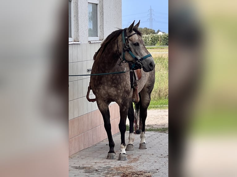 American Quarter Horse Klacz 19 lat 147 cm Jelenia in Büttelborn