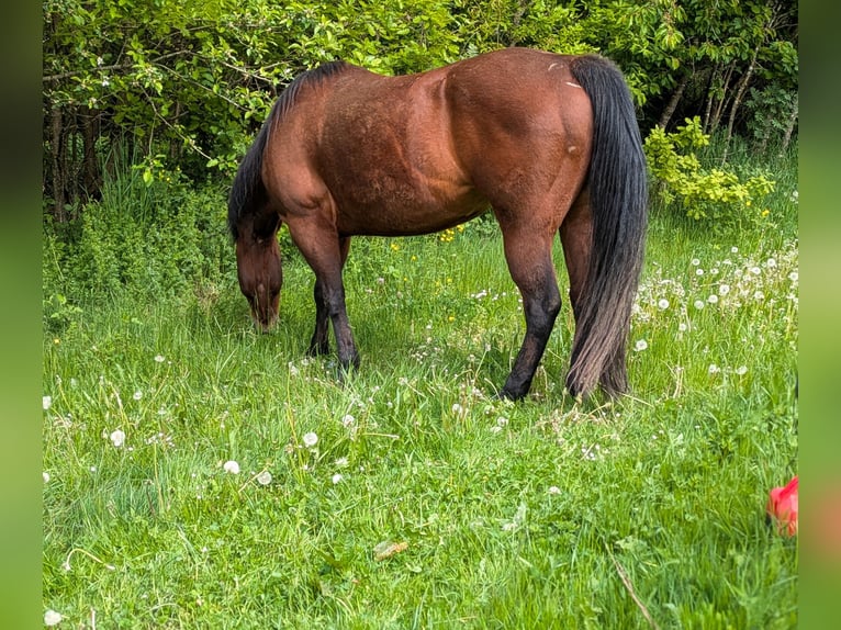 American Quarter Horse Klacz 19 lat  in Neukirchen bei Sulzbach-Rosenberg