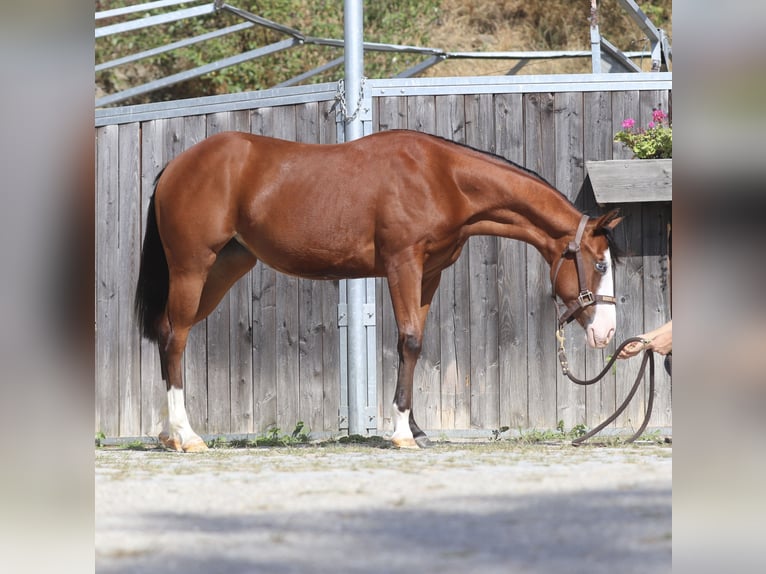 American Quarter Horse Klacz 1 Rok 130 cm Ciemnogniada in Brixem