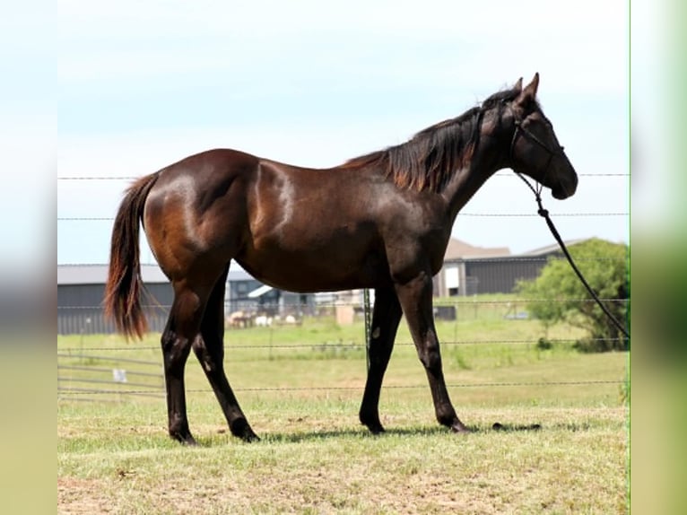 American Quarter Horse Klacz 1 Rok 132 cm Kara in Perrin