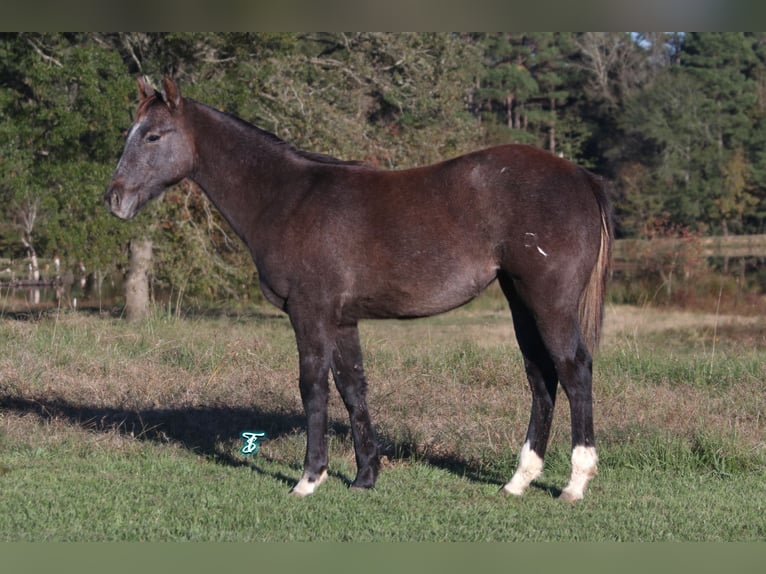 American Quarter Horse Klacz 1 Rok 135 cm Siwa in Carthage, TX