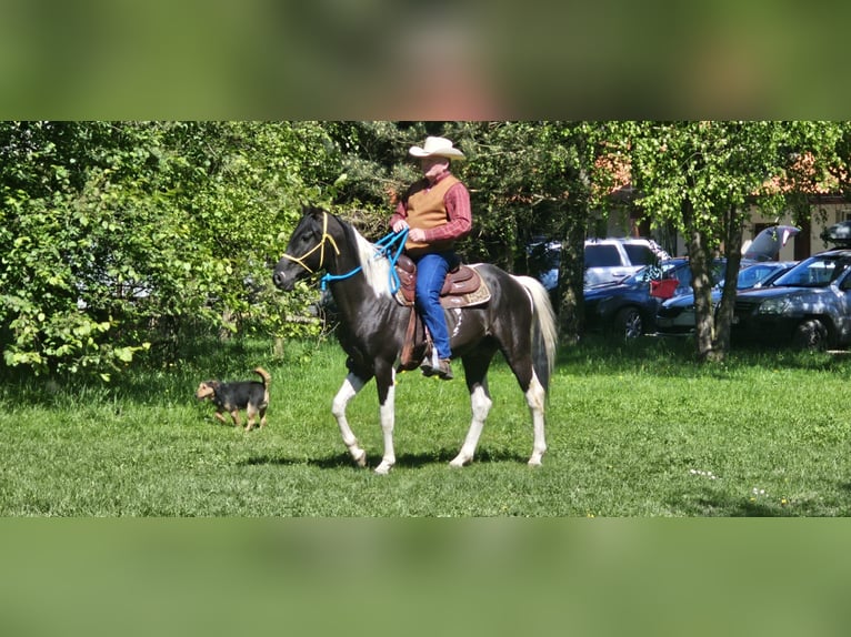 American Quarter Horse Klacz 1 Rok 140 cm Kara in Raczkowa