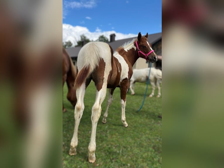 American Quarter Horse Klacz 1 Rok 140 cm Kara in Raczkowa