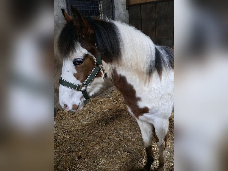 American Quarter Horse Mix Klacz 1 Rok 140 cm Srokata in Twist