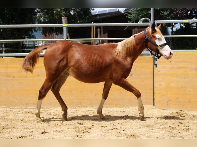 American Quarter Horse Klacz 1 Rok 141 cm Kasztanowata in Waldshut-Tiengen