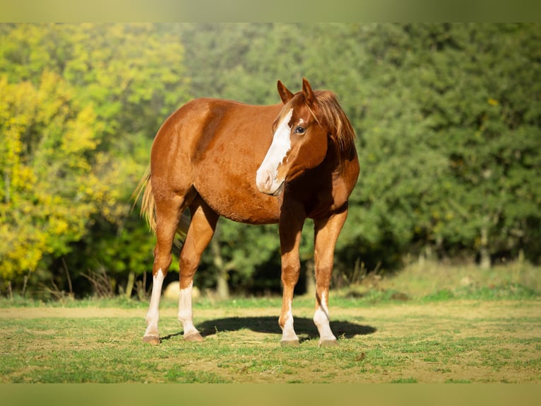 American Quarter Horse Klacz 1 Rok 142 cm Ciemnokasztanowata in sant joan de les abadesses