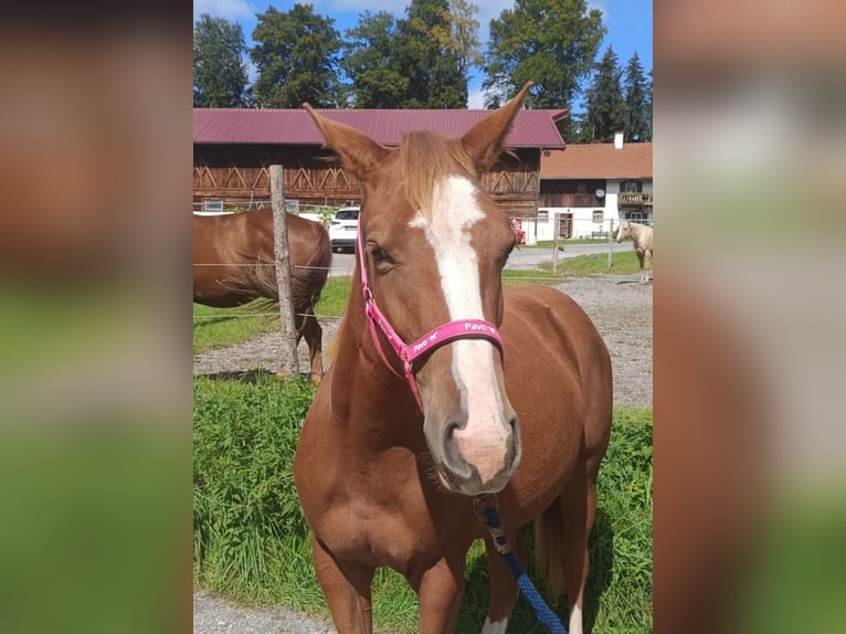 American Quarter Horse Klacz 1 Rok 143 cm Kasztanowata in Bad Kohlgrub