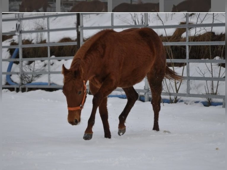 American Quarter Horse Klacz 1 Rok 144 cm Kasztanowata in Mehlmeisel